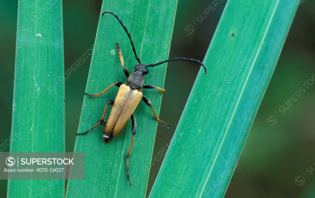 Long horned beetle Leptura rubra} male, Belgium