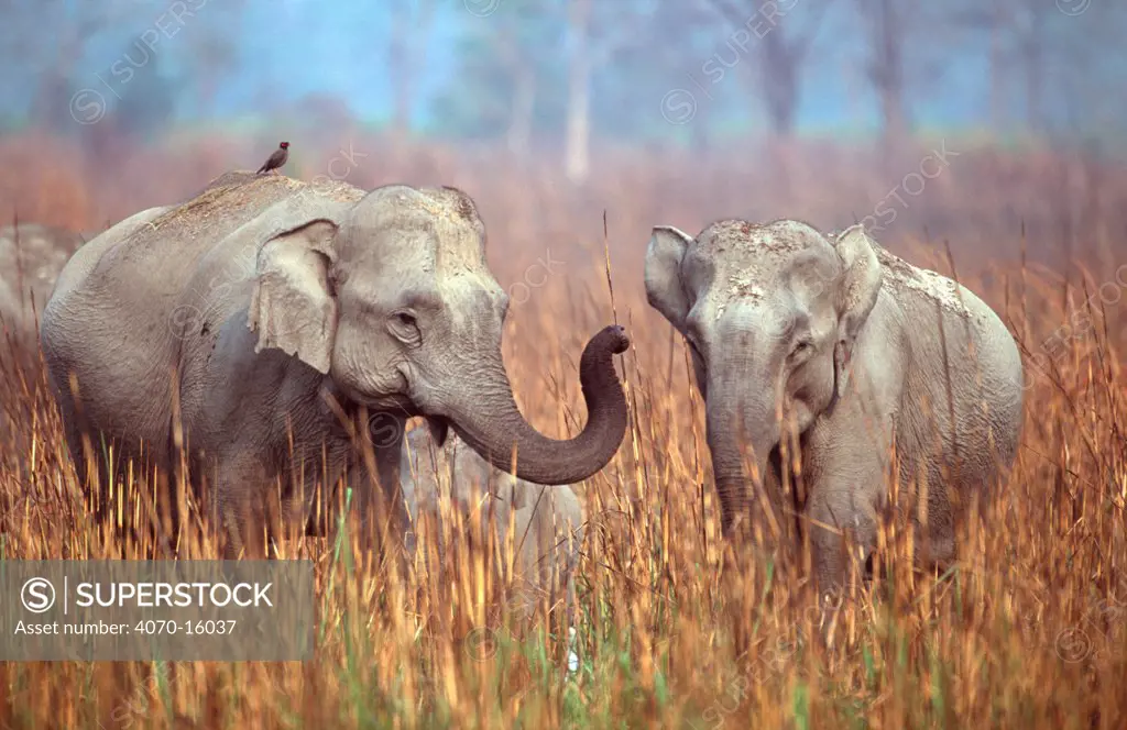 Indian elephants interacting Elephas maximus} Kazaringa NP, India Assam