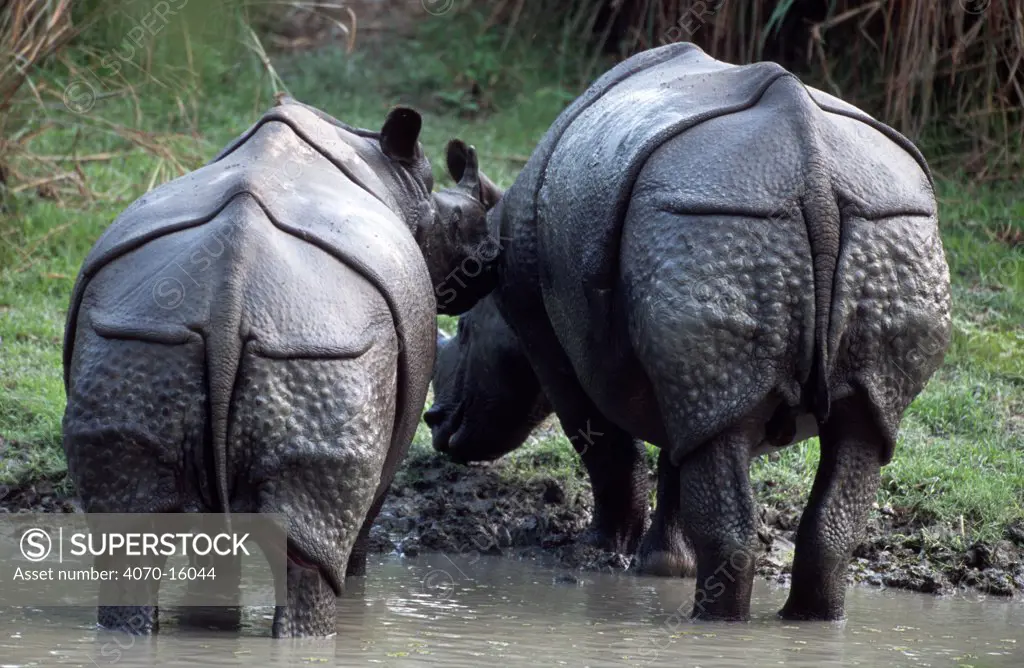 Indian rhinoceroses, rear view Rhinoceros unicornis} Kaziranga, Assam, India