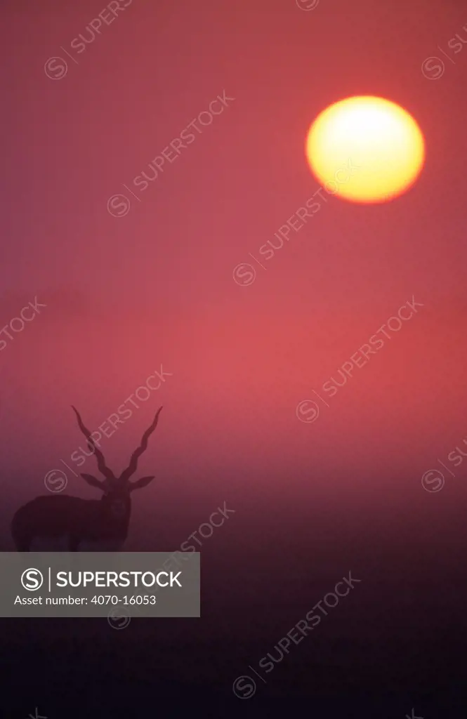 Male Blackbuck Antilope cervicapra} at sunrise, Thar desert, Rajasthan, India