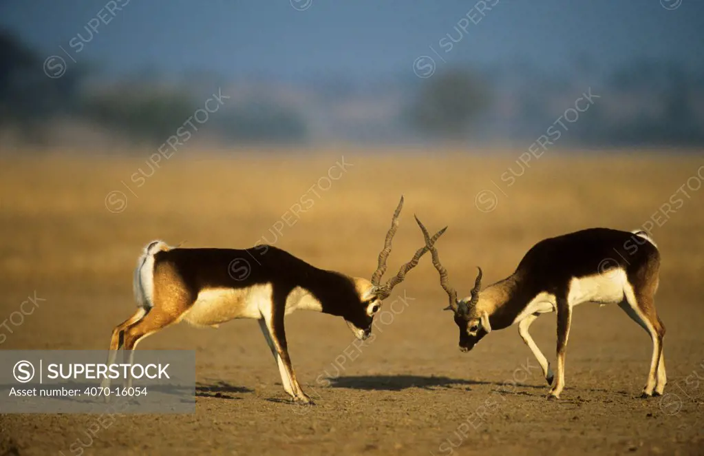 Blackbuck Antilope cervicapra} two males fighting, Thar desert, Rajasthan, India