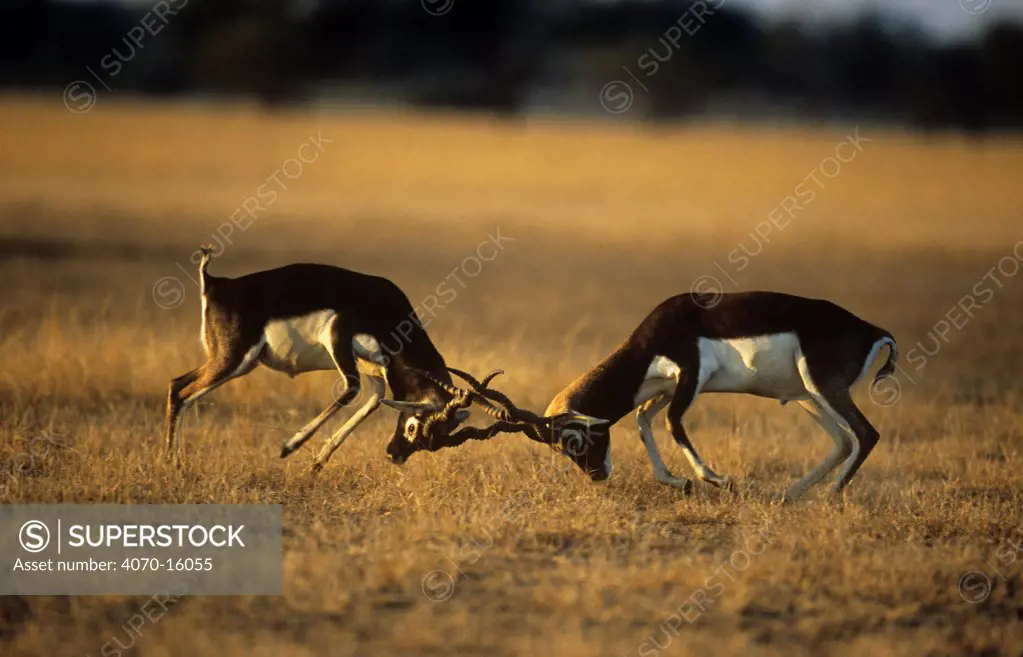 Blackbuck Antilope cervicapra} two males fighting, Thar desert, Rajasthan, India