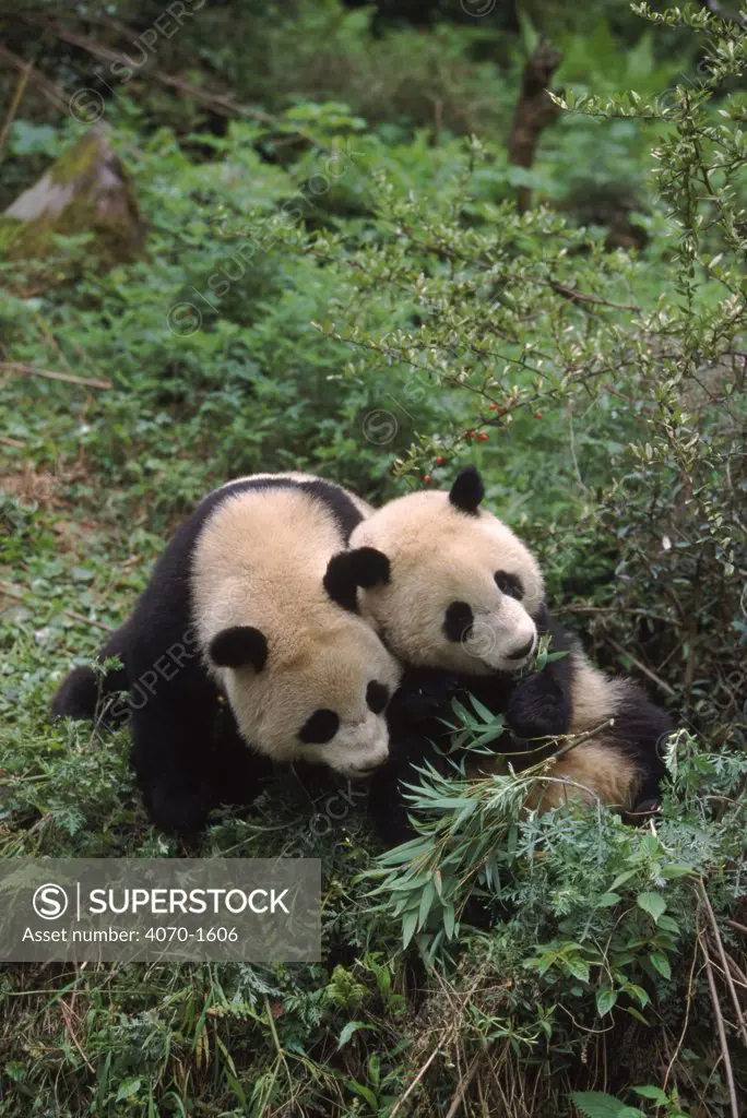 Two juvenile Giant pandas Ailuropoda melanoleuca} eating/playing, China