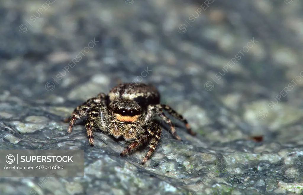 Jumping spider Salticus sp} Belgium