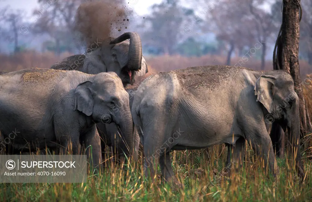 Indian elephants dust bathing Elephas maximus} Kaziranga NP Assam India