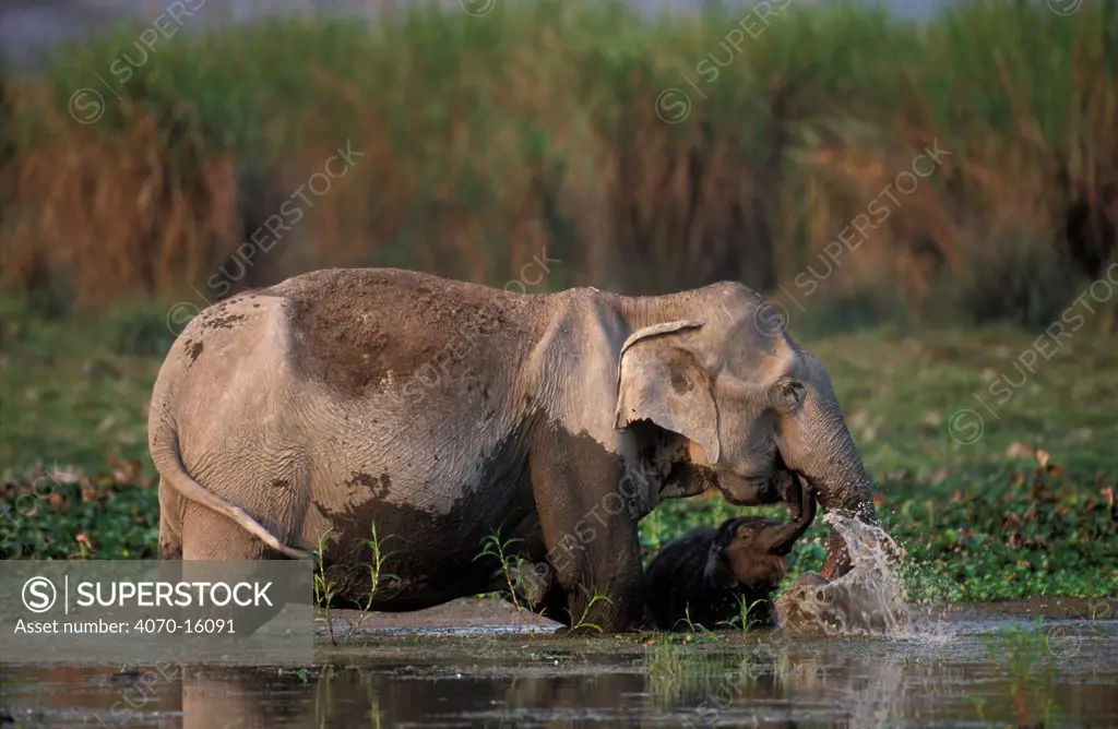 Indian elephant + young bathing Elephas maximus} Kaziranga NP Assam India