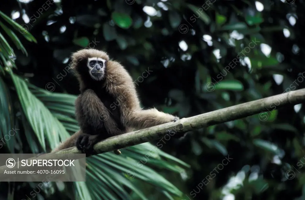 Female White browed / hoolock gibbon Hylobates hoolock} Panbari FR Assam India