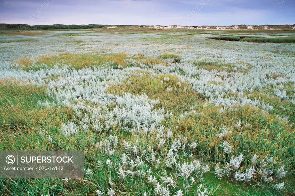 Sea wormwood in flower Artemisia maritima} Texel, The Netherlands.
