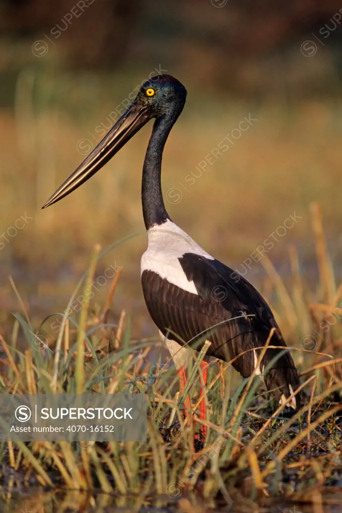Black necked stork (Ephippiorhynchus asiaticus) portrait, Keoladeo Ghana NP, India
