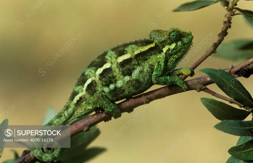 Flap-necked chameleon Chamaeleo dilepis} camouflaged on branch, Kenya.