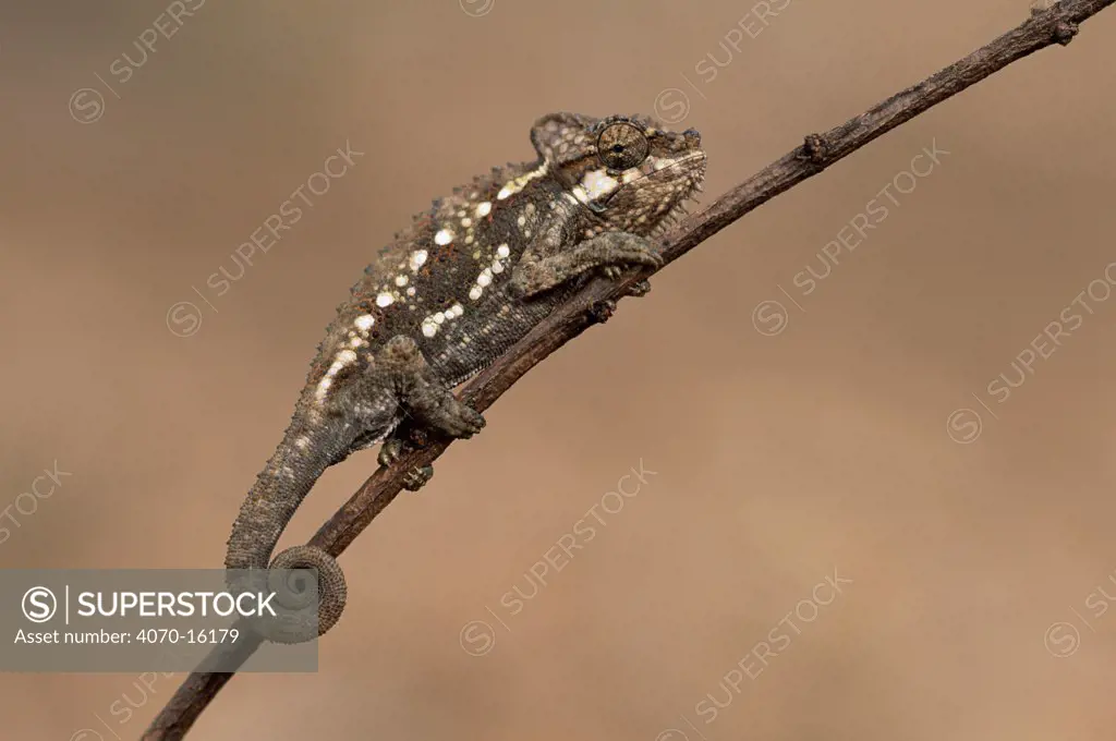 Von Hohnels chameleon Chamaeleo hohnelii} on a branch, Kenya.