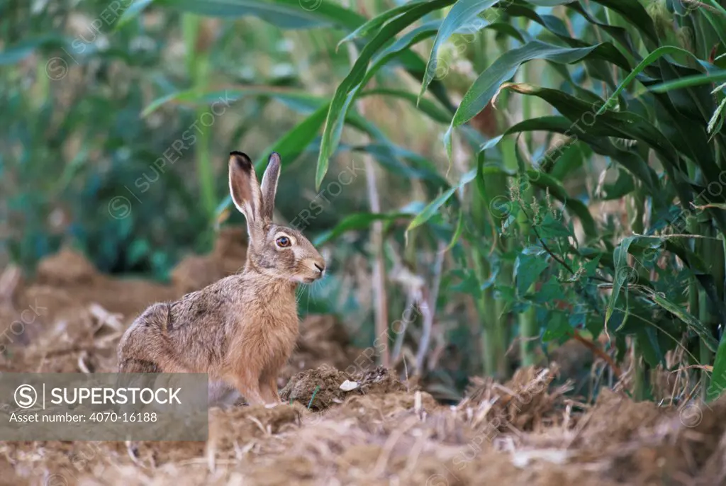 Cape hare Lepus capensis} alert at the edge of a maize field, France.