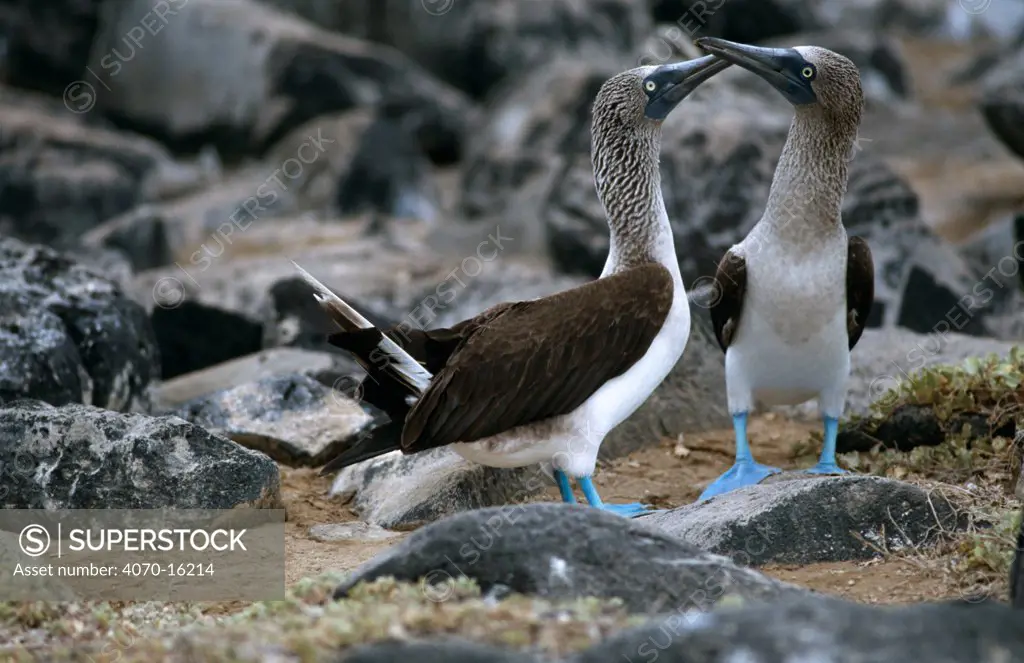 Pair of Blue footed boobys (Sula nebouxii excisa) courtship display, Galapagos, Ecuador
