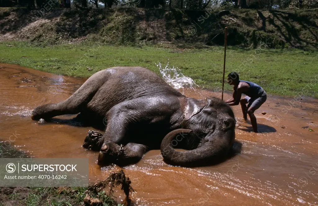 Domestic Indian elephant (Elaphus maximus), being washed by its mahout in the Charan Ganga river, Bandavgarh NP, Madhya Pradesh, India