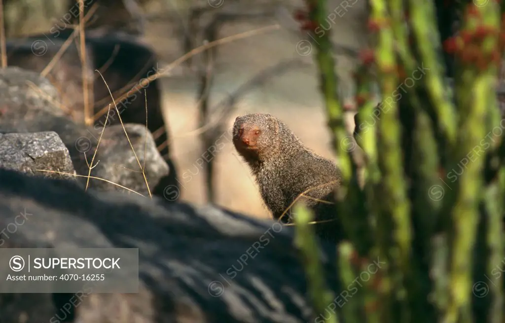 Ruddy mongoose Herpestes smithi} Ranthambore NP, Rajasthan, India