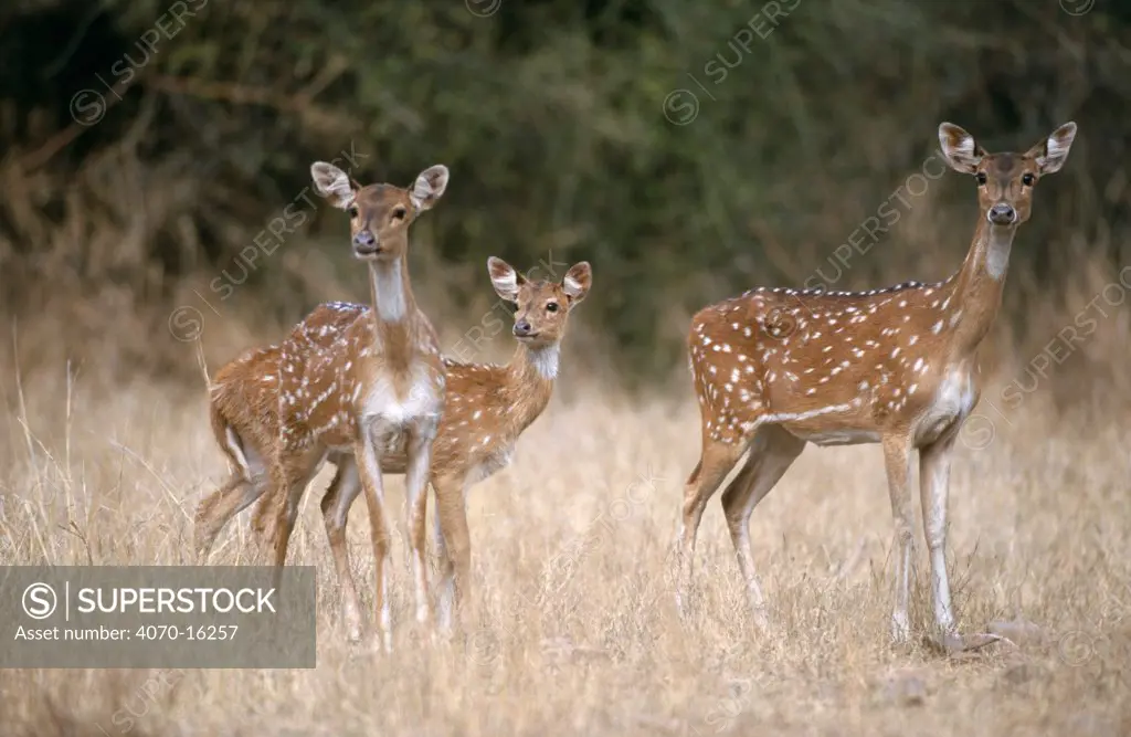 Spotted / chital deer Axis axis} females and juvenile, Sariska NP, Rajasthan, India