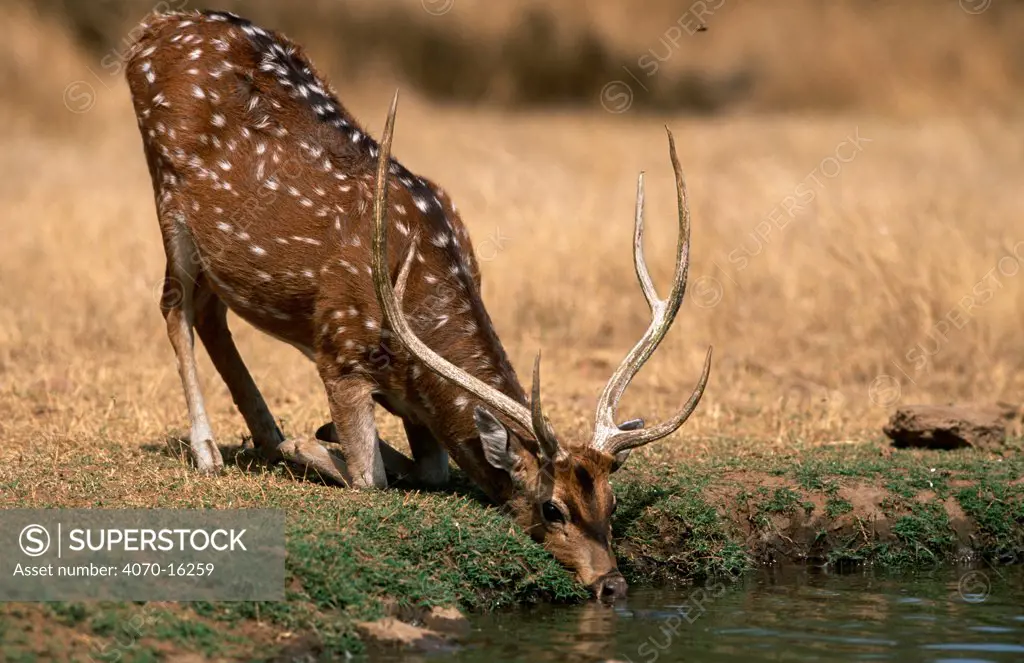 Spotted / chital deer Axis axis} male kneeling and drinking, Sariska NP, Rajasthan, India