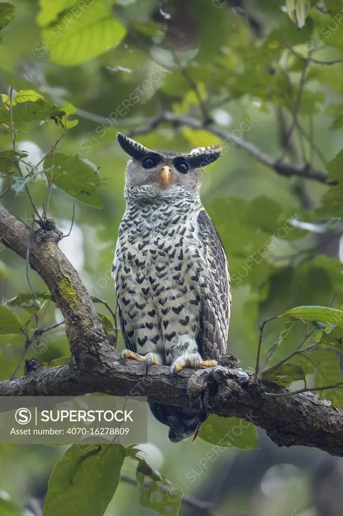 Spot-bellied eagle owl (Bubo nipalensis) perched on branch,  Jim Corbett National Park, Uttarakhand, India.