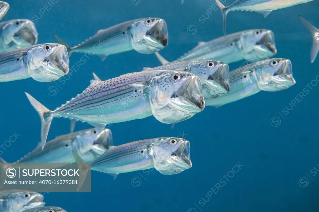 Striped mackerel (Rastrelliger kanagurta) shoal swimming with open mouths, filtering for zooplankton.  Marsa Shouna, Port Ghalib, Marsa Alam, Egypt. Red Sea