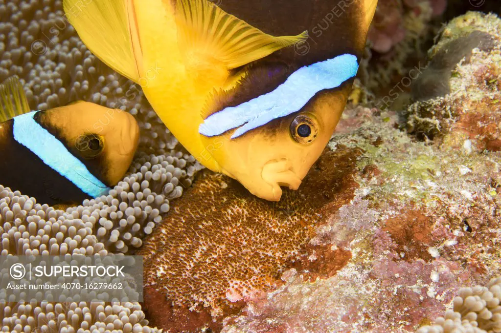 Clark's anemonefish (Amphiprion clarkii), pair tending to egg mass placed beside the protection of an anemone. Yap, Micronesia.