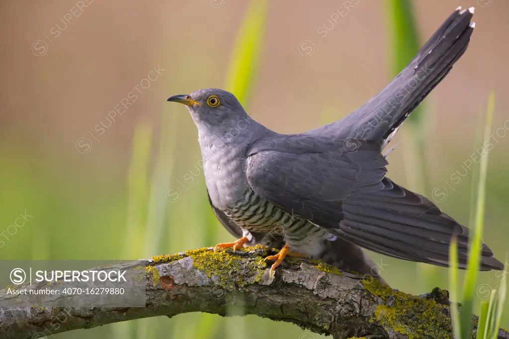 Cuckoo (Cuculus canorus) male, Germany, April.