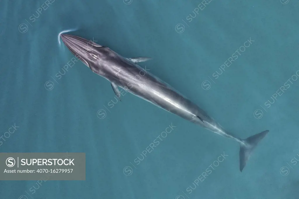 Bryde's whale (Balaenoptera edeni)  aerial view, Baja California, Mexico