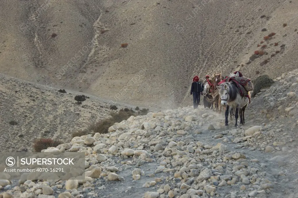 Horse caravan descending through mountain pass, Ghami La, Mustang, Nepal