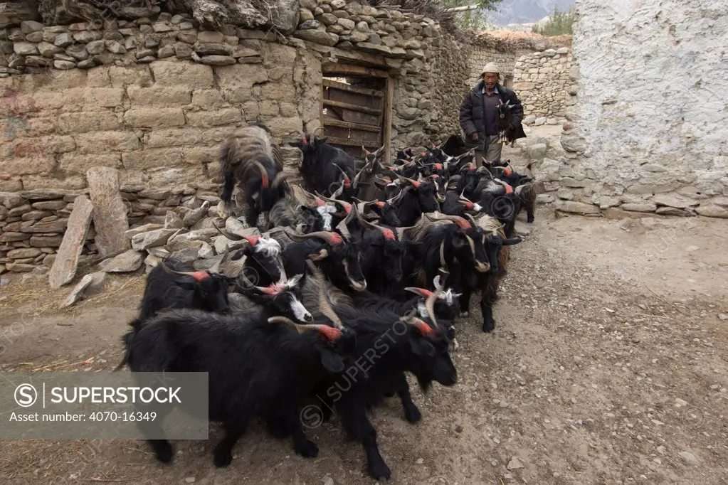 Shepard with goats Capra hircus} in village, Nepal