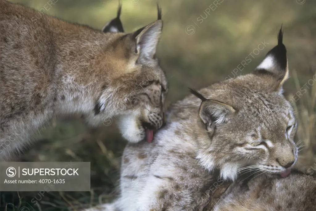 Lynx grooming Lynx lynx} Captive, USA