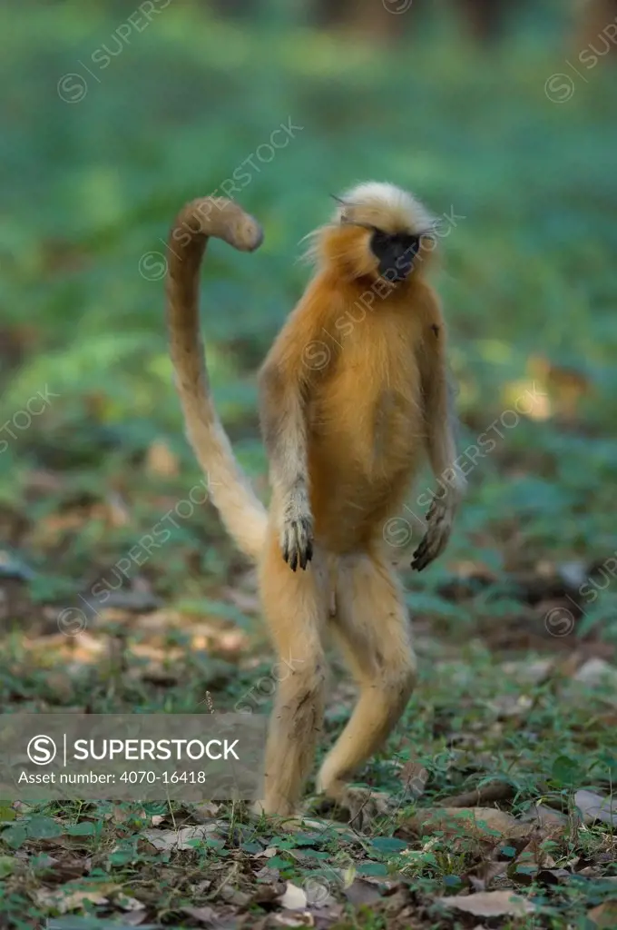 Golden Leaf Monkey / Golden Langur (Trachypithecus / Presbytis geei ) standing on hind legs, Endangered, Kaziranga NP, Assam, India