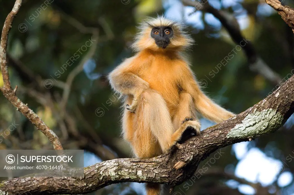 Golden Leaf / Golden Langur monkey (Trachypithecus / Presbytis geei) sitting in tree, Endangered, Kaziranga NP, Assam, India