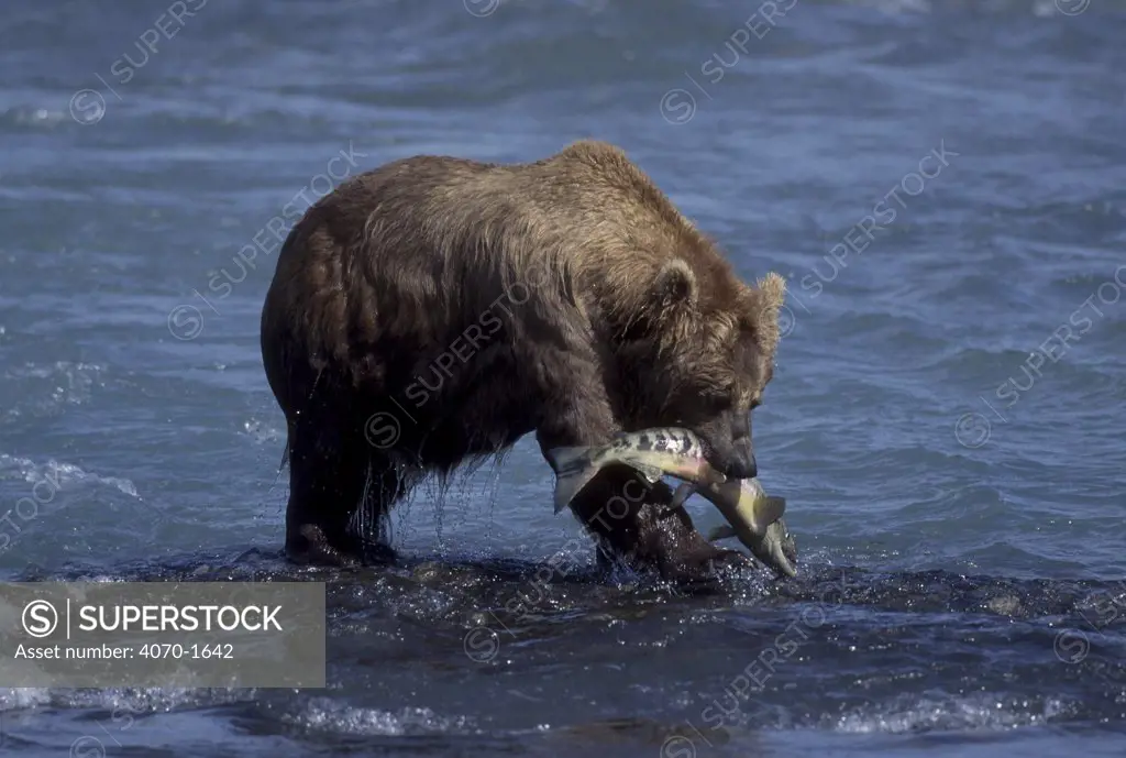 Grizzly bear fishing for salmon Ursus arctos horribilis} Mcneil River Alaska USA
