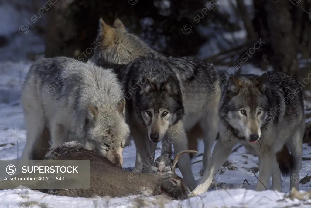 Grey wolf pack feeding on deer Canis lupus} Canada. Captive.