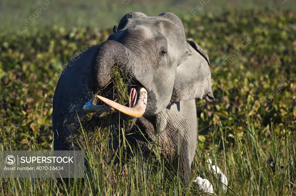 Indian elephant (Elephas maximus) male using trunk to feed on grass, Assam, India