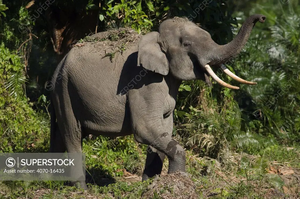 Indian elephant (Elephas maximus) male trumpeting, Assam, India