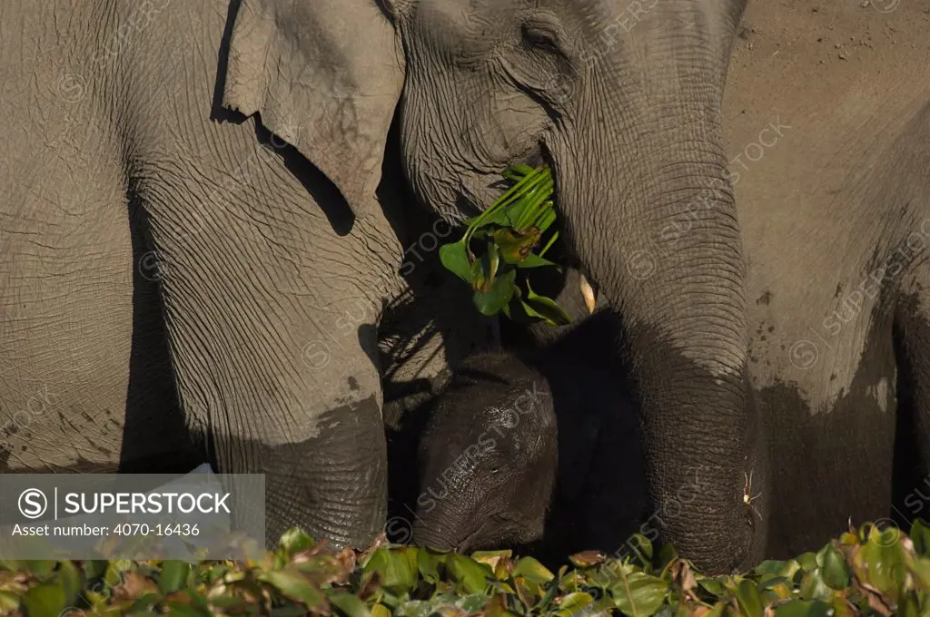 Indian elephant (Elephas maximus) grazing on aquatic plants in lake, Assam, India