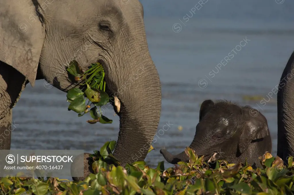 Indian elephant (Elephas maximus) adult and baby grazing on aquatic plants in lake, Assam, India