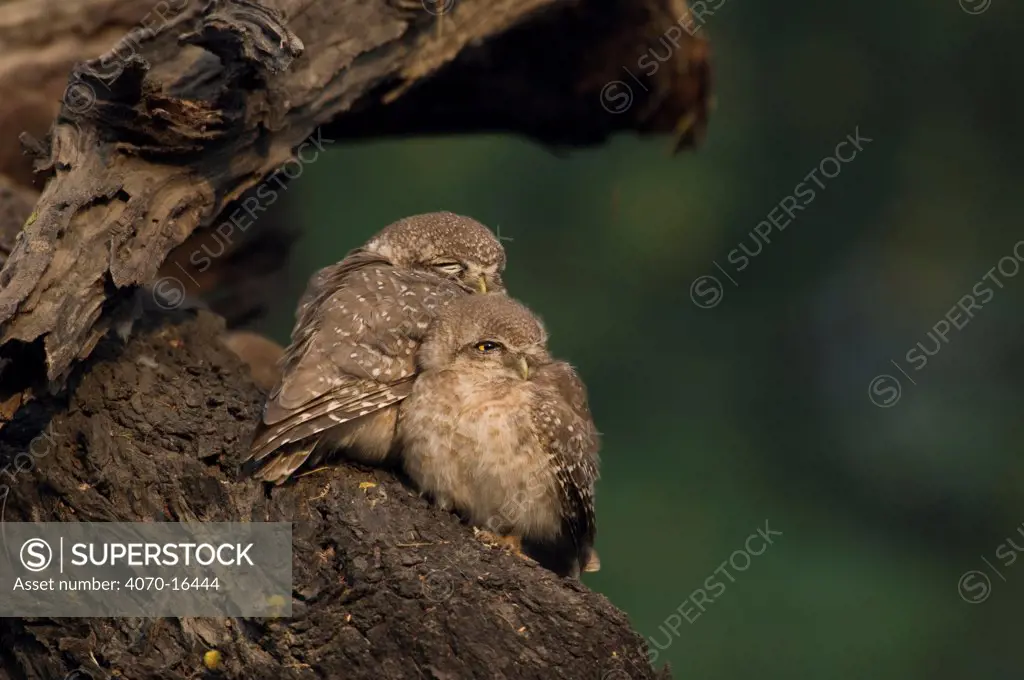 Spotted Owlet (Athena brama) adult and chick huddled together, Keoladeo Ghana NP, Bharatpur, Rajasthan, India