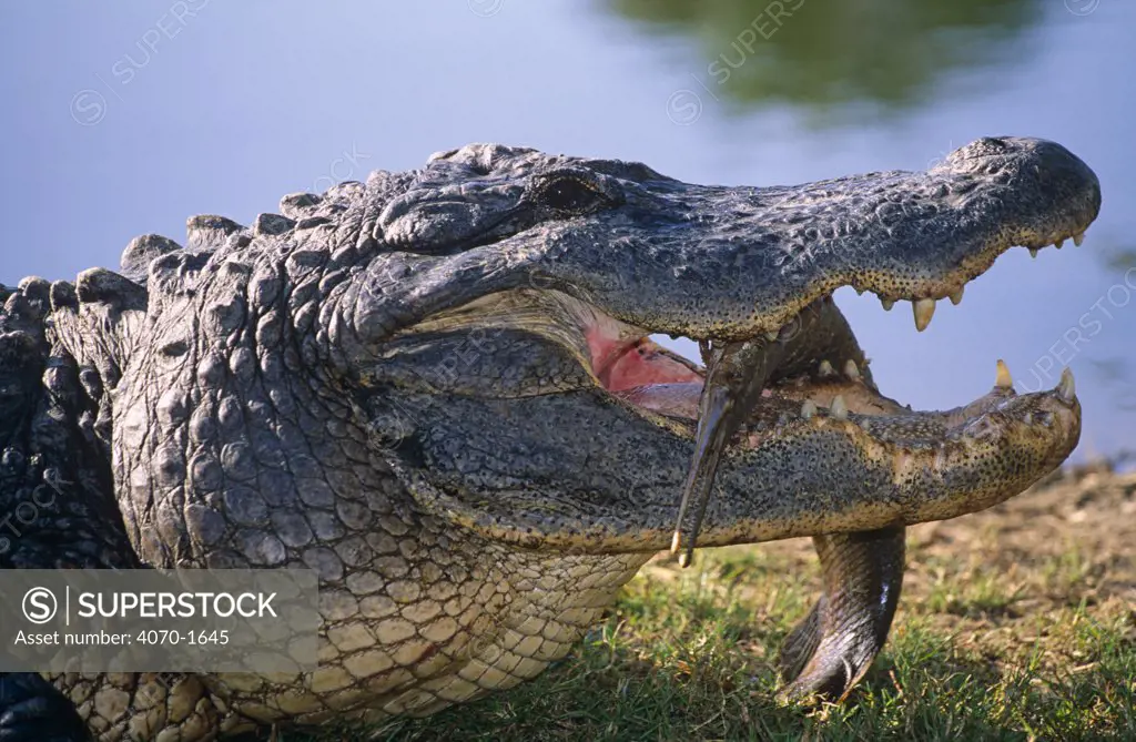 American alligator with fish in its mouth Alligator mississippiensis} USA