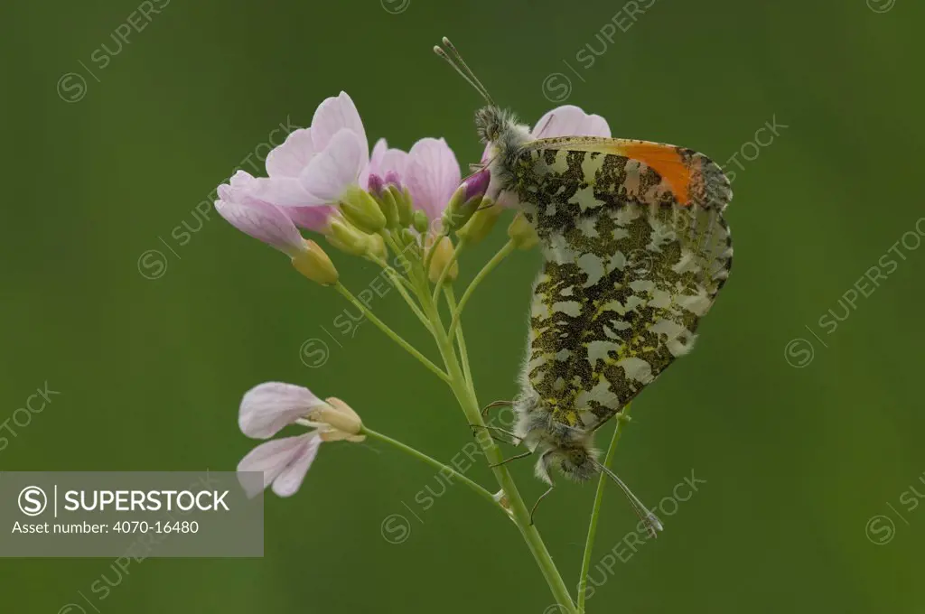 Orange tip butterfly (Anthocharis cardamines) pair mating on Cuckoo-flower (Cardamine pratensis) Belgium