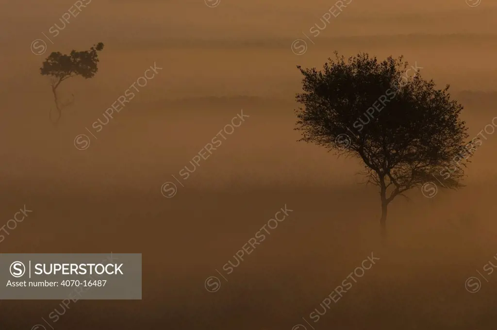 Dawn landscape with Birch trees (Betula pendula) appearing in the mist, Wuustwezel, Belgium