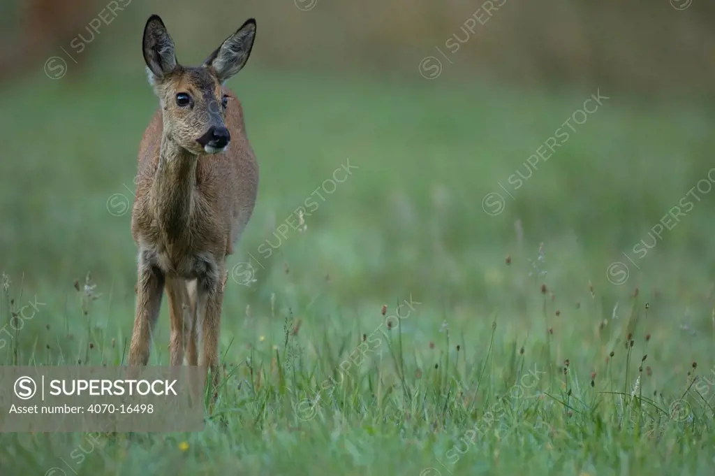 Roe Deer (Capreolus capreolus) female, Wuustwezel, Belgium