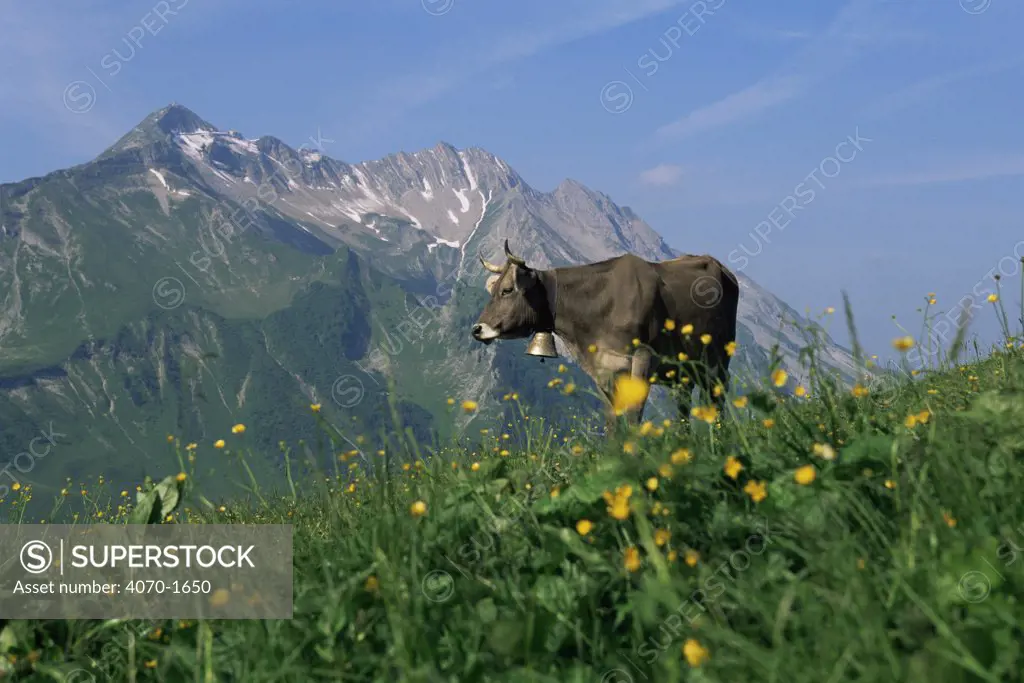 Brown swiss Domestic cow Bos taurus} Switzerland, Europe