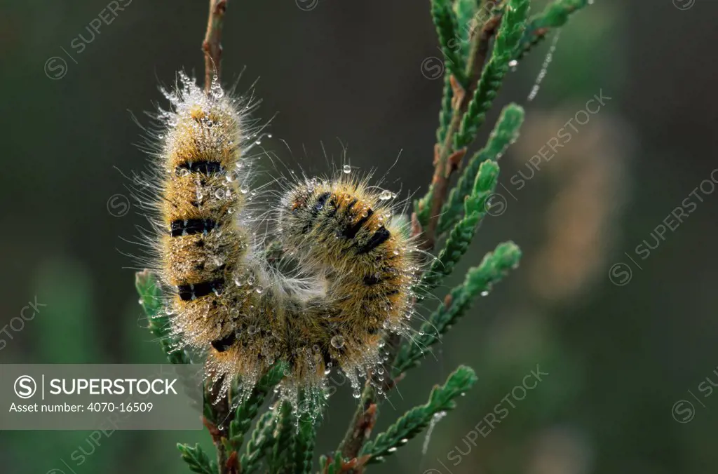 Caterpillar larva of Oak eggar moth Lasiocampa quercus} Belgium