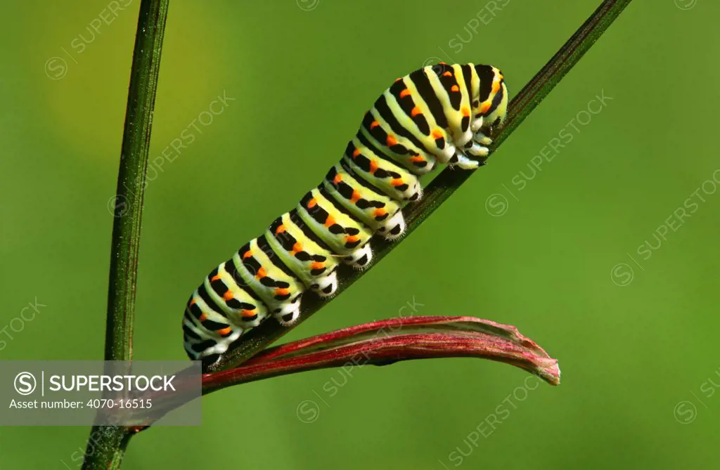 Caterpillar larva of Swallowtail butterfly (Papilio machaon) France