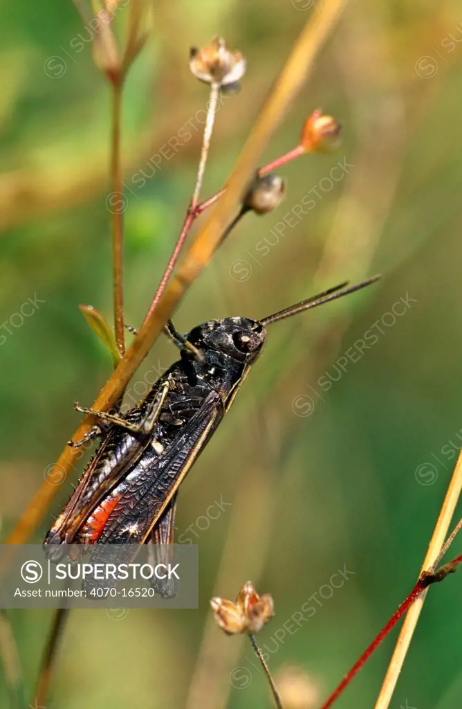 Woodland grasshopper (Omocestus rufipes) France