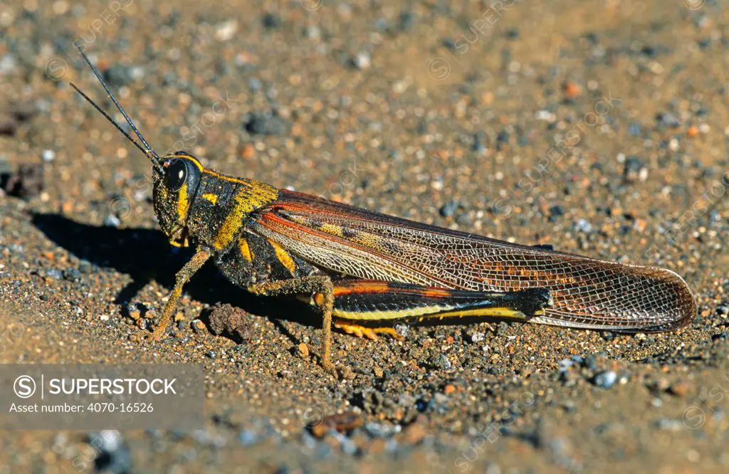 Painted locust (Schistocerca melanocera) Galapagos
