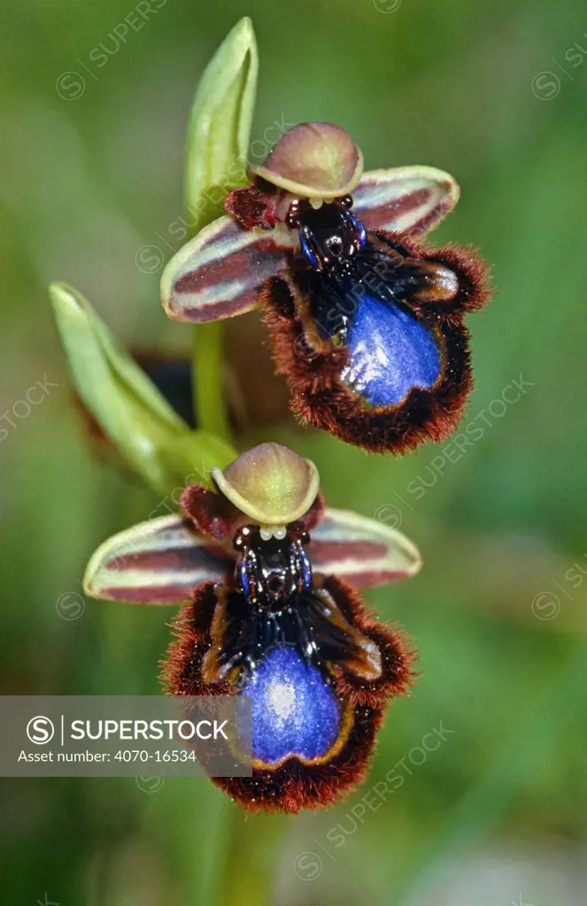 Mirror orchid flowers Ophrys speculum} Lake Baja, Turkey