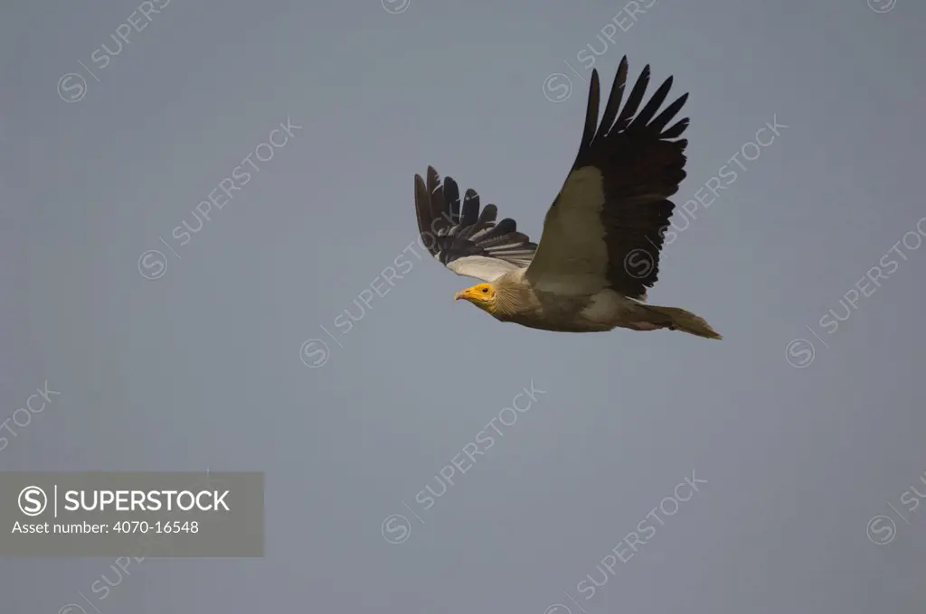 Egyptian Vulture Neophron percnopterus} in  flight, Bharatpur, India