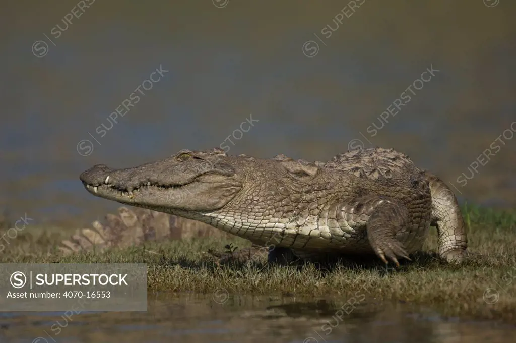 Mugger crocodile Crocodylus palustris} Chamball river, Madhya Pradesh, India
